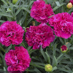 Load image into Gallery viewer, Dianthus, Fruit Punch Funky Fuchsia #1
