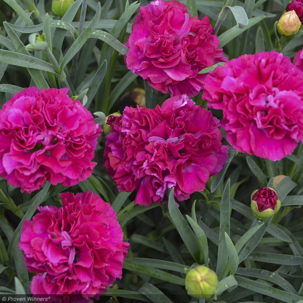 Dianthus, Fruit Punch Funky Fuchsia #1