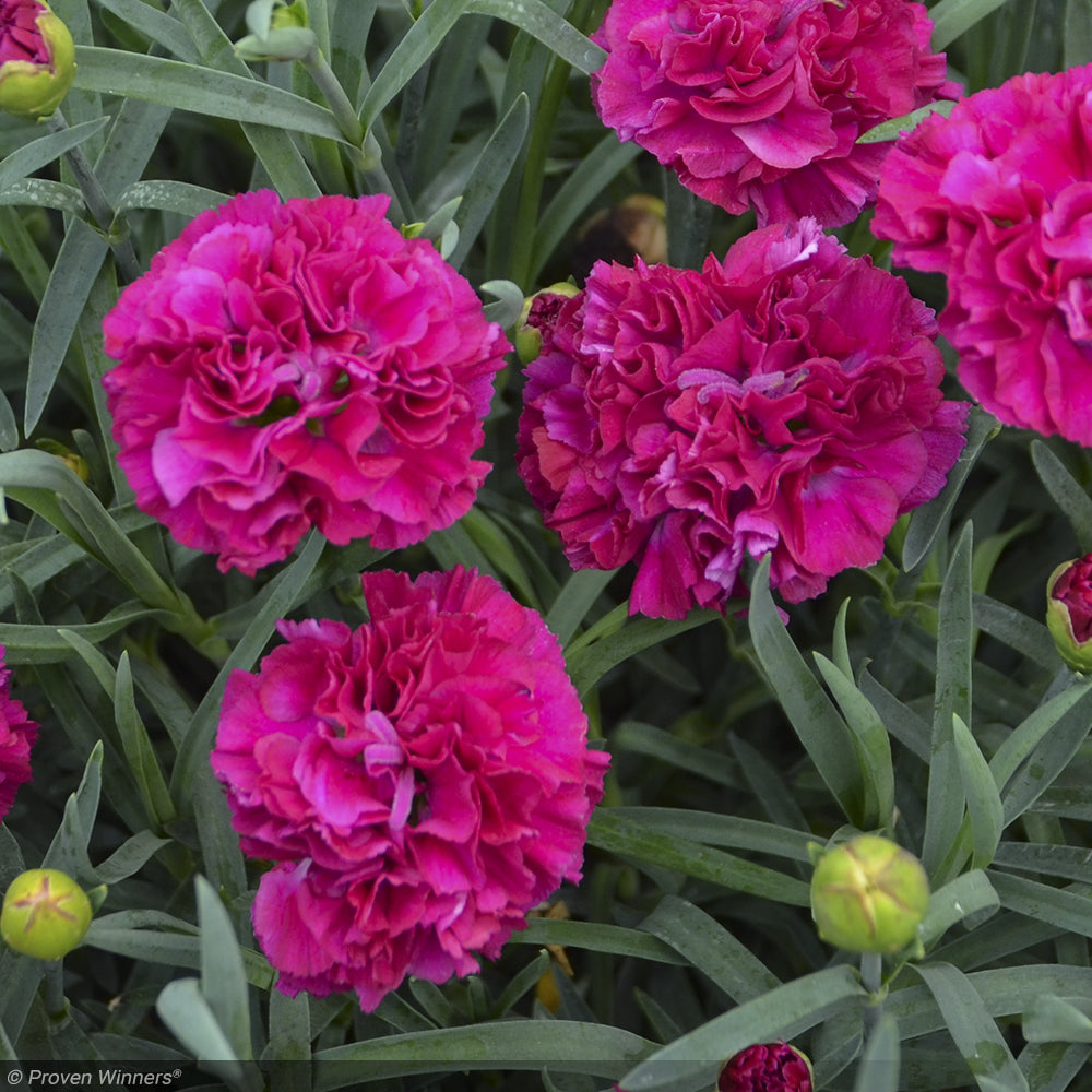 Dianthus, Fruit Punch Funky Fuchsia #1