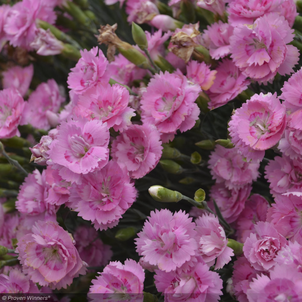 Dianthus, Fruit Punch Sweetie Pie #1