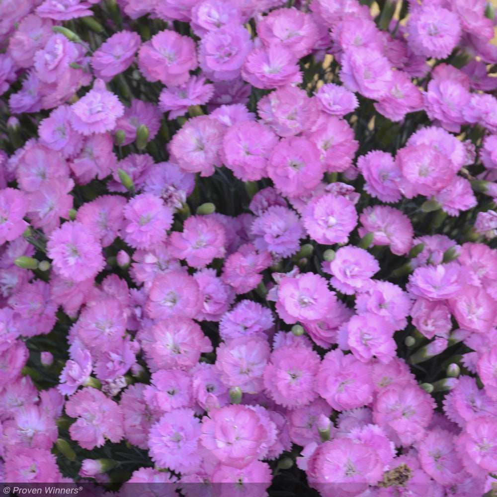 Dianthus, Fruit Punch Sweetie Pie #1