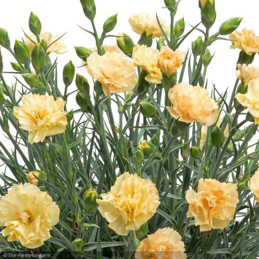 Dianthus, Hello Yellow #1