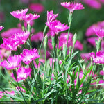 Load image into Gallery viewer, Dianthus, Kahori Qt
