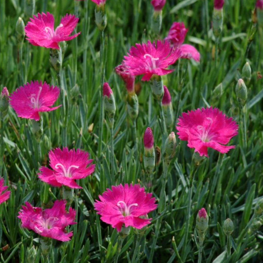 Dianthus, Neon Star Qt