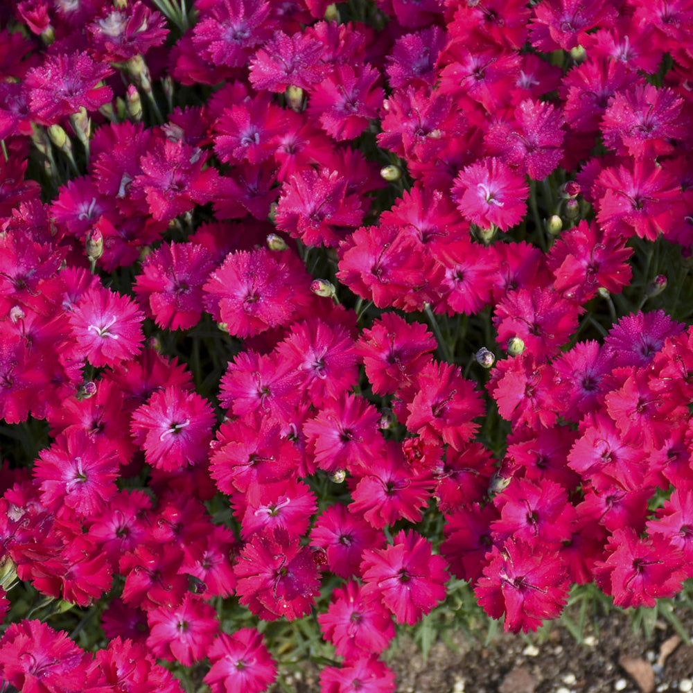 Dianthus, Paint the Town Red #1