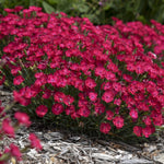 Load image into Gallery viewer, Dianthus, Paint the Town Red #1
