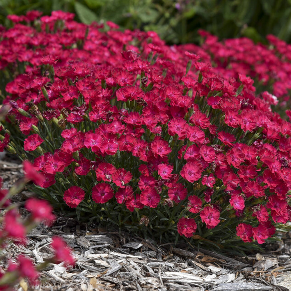 Dianthus, Paint the Town Red #1