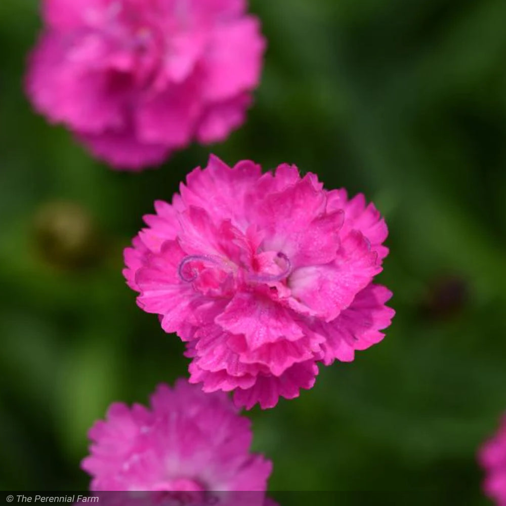 Dianthus, Pink PomPom Qt