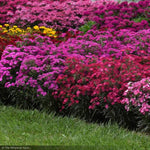 Load image into Gallery viewer, Dianthus, Rockin Pink Magic #1