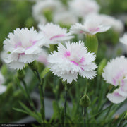Dianthus, EverLast White Eye #1