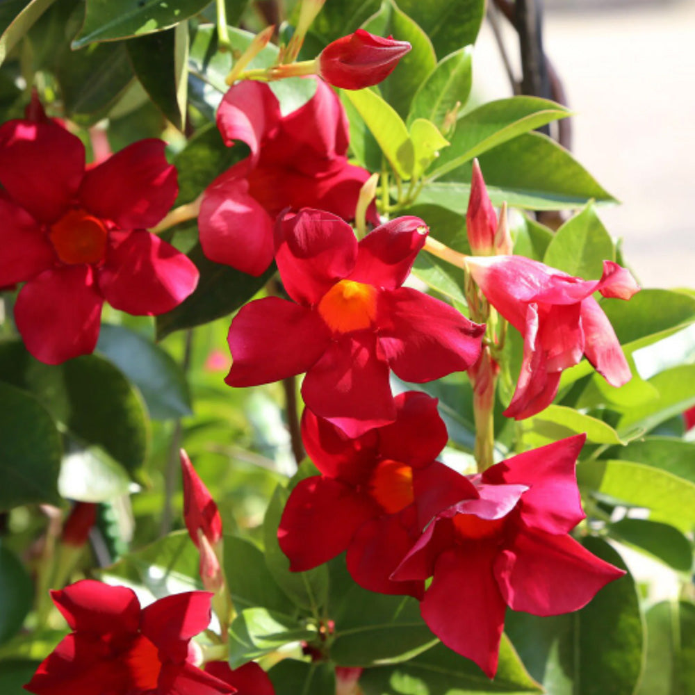 Trop, Dipladenia 10" Pot