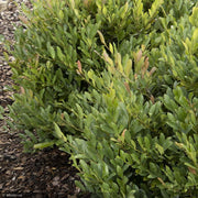 Distylium, Blue Cascade #3