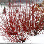 Load image into Gallery viewer, Dogwood, Arctic Fire Red #3