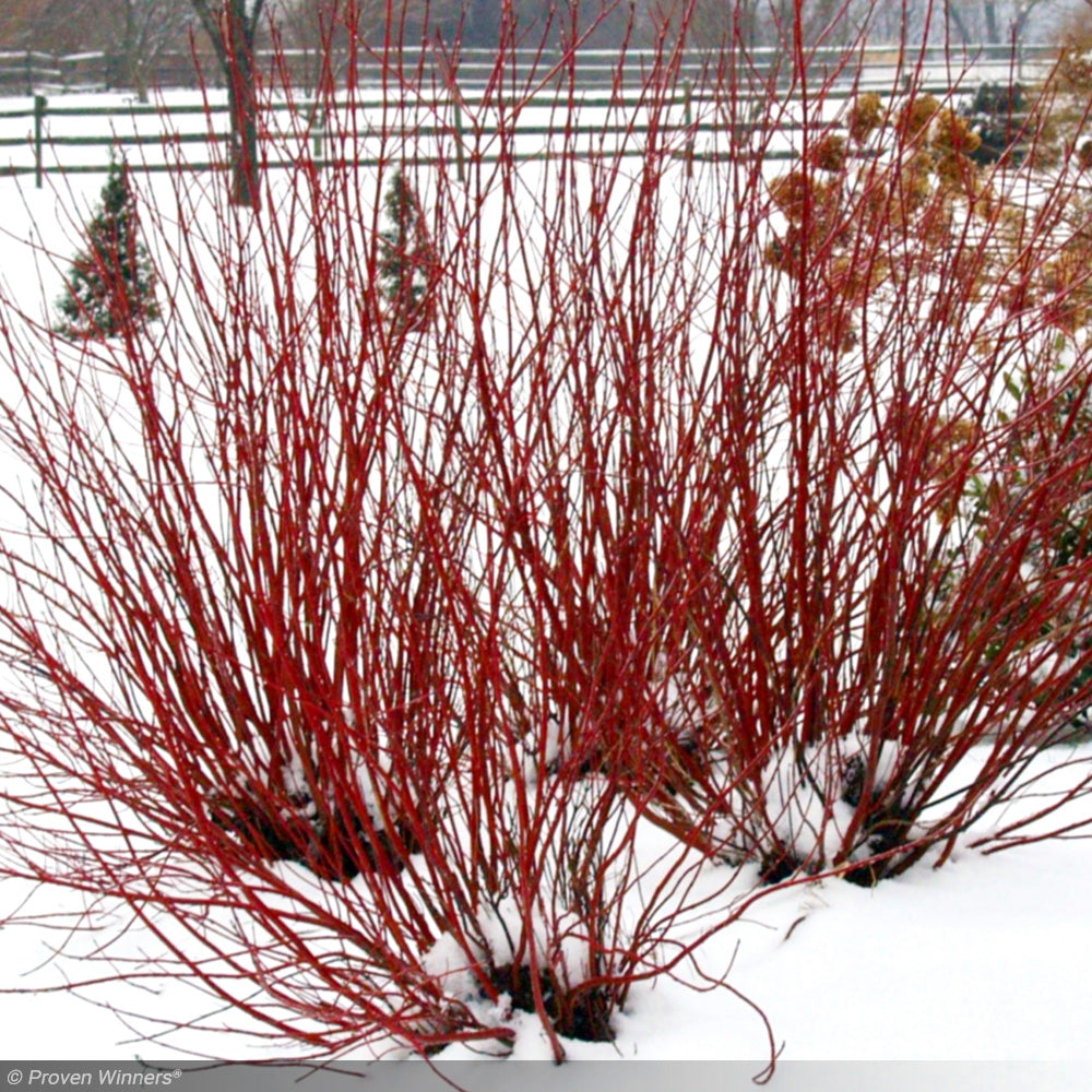 Dogwood, Arctic Fire Red #7