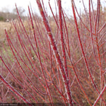 Load image into Gallery viewer, Dogwood, Arctic Fire Red #3
