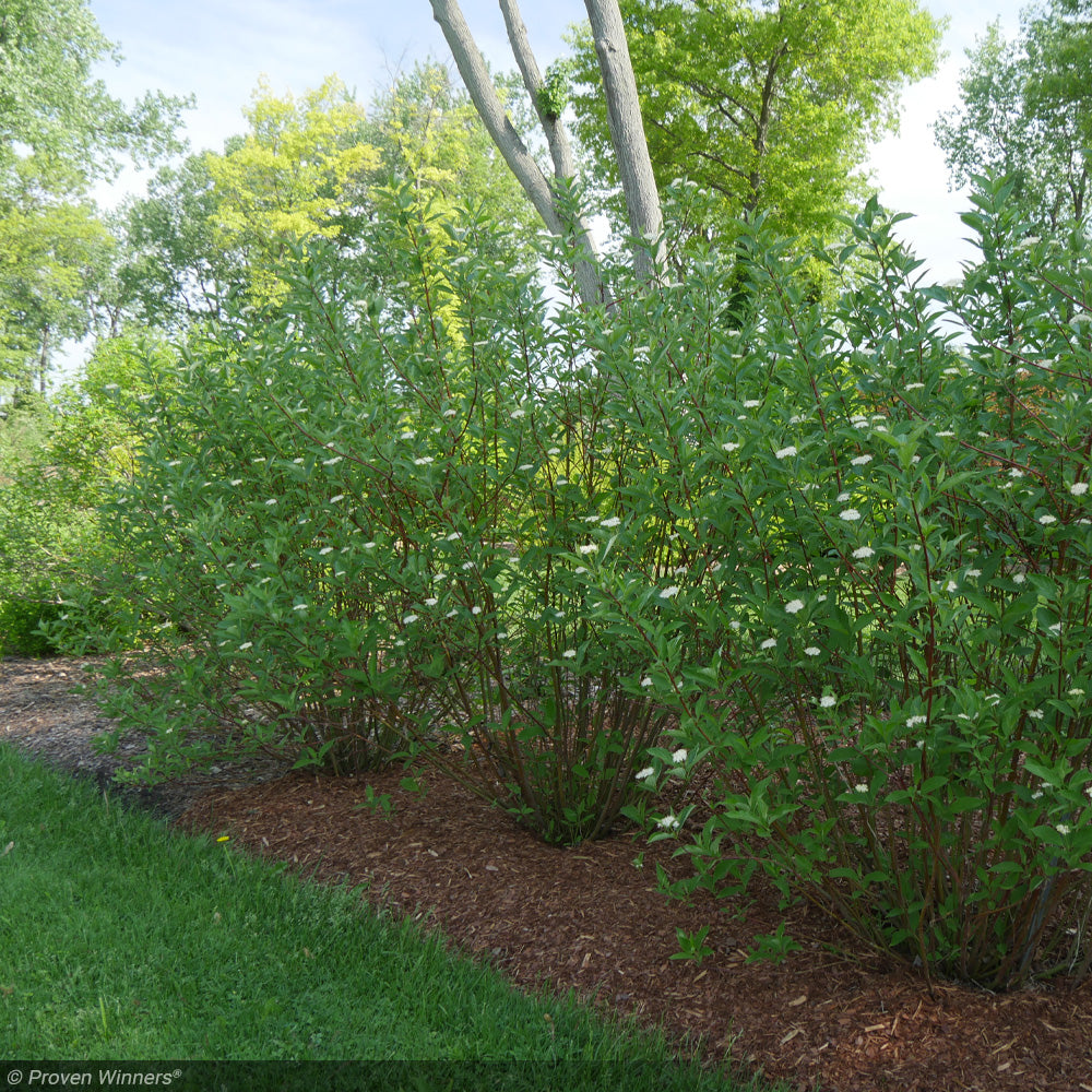 Dogwood, Arctic Fire Red #7