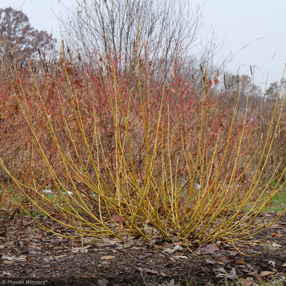 Dogwood, Arctic Fire Yellow #3