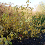 Load image into Gallery viewer, Dogwood, Arctic Fire Yellow #3
