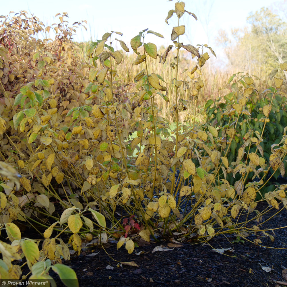 Dogwood, Arctic Fire Yellow #3