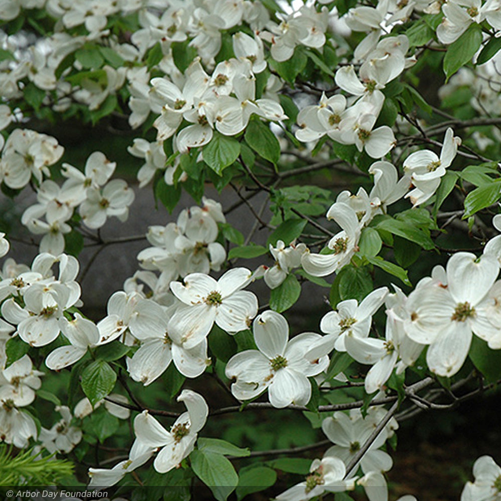 Dogwood, Cherokee Princess #10