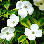 Dogwood, Celestial Shadow Kousa 2