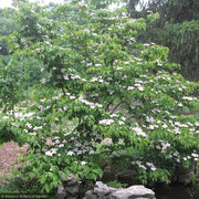 Dogwood, Kousa Satomi #15