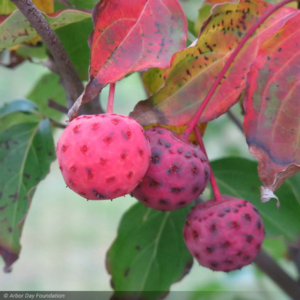 Dogwood, Kousa Scarlet Fire #7