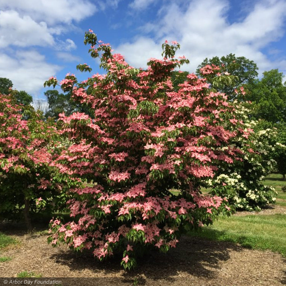 Dogwood, Kousa Scarlet Fire #7