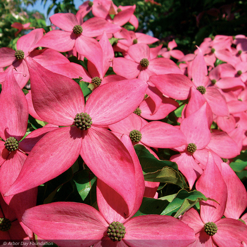 Dogwood, Kousa Scarlet Fire #7