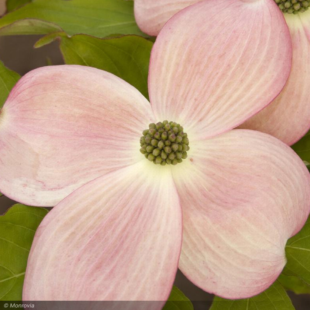 Dogwood, Kousa Stellar Pink #7