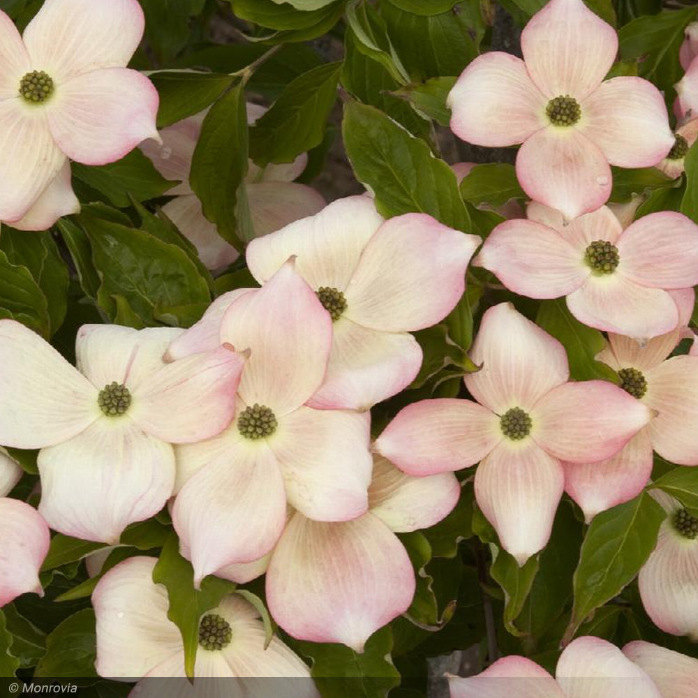 Dogwood, Kousa Stellar Pink #7