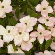 Dogwood, Kousa Stellar Pink #10