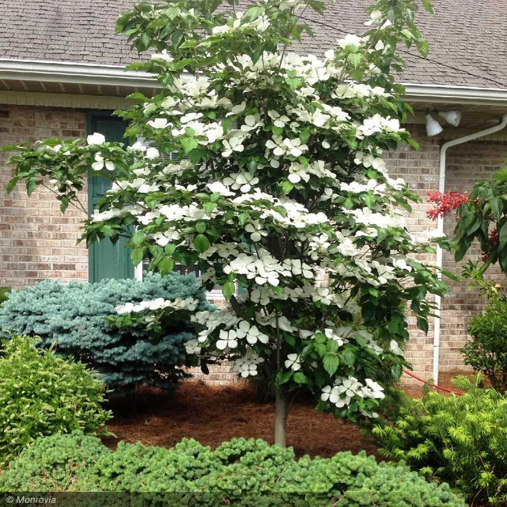 Dogwood, Kousa Venus #15