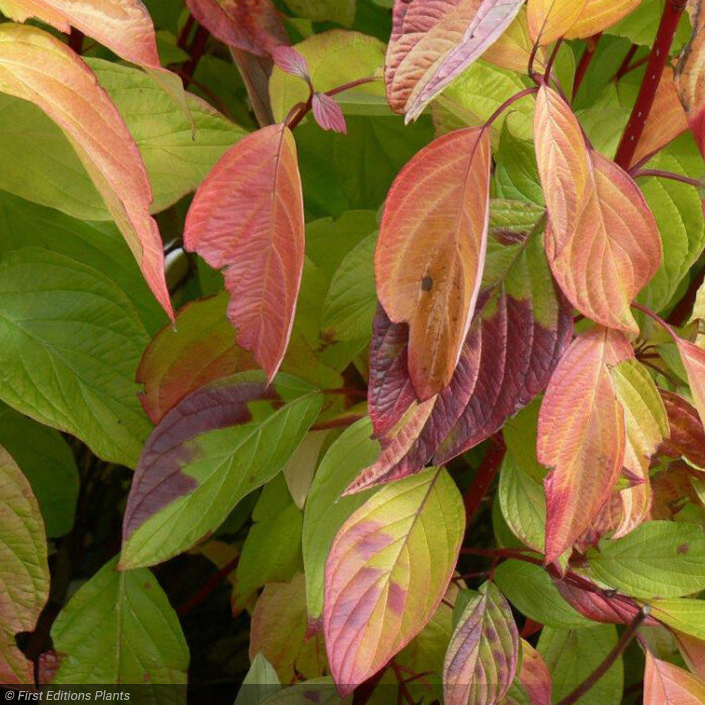 Dogwood, Neon Burst #3