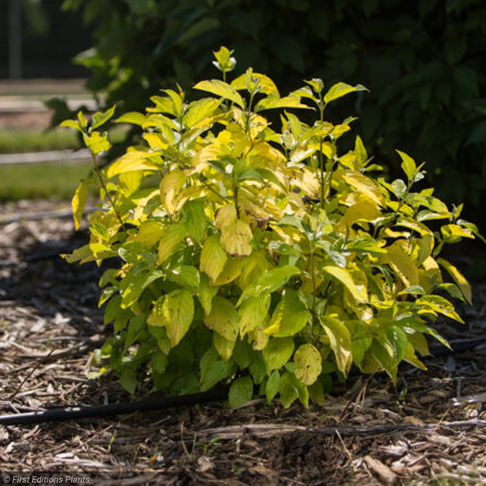 Dogwood, Neon Burst #3