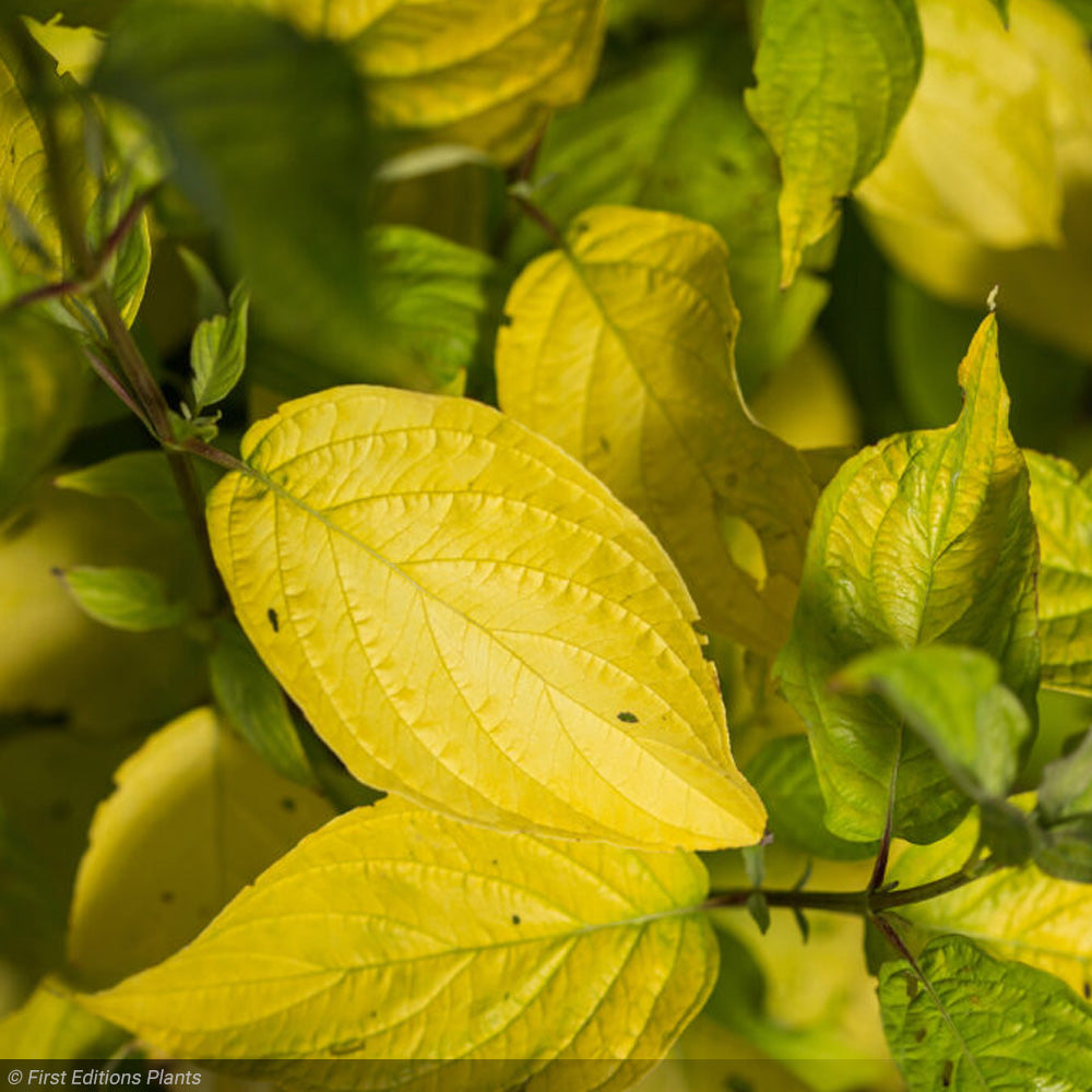 Dogwood, Neon Burst #3