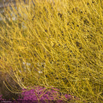 Load image into Gallery viewer, Dogwood, Yellow Twig #5
