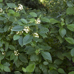 Load image into Gallery viewer, Dogwood, Yellow Twig #5
