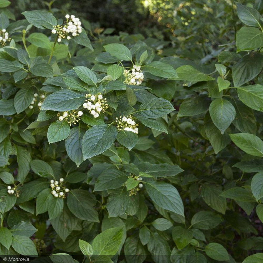 Dogwood, Yellow Twig #5