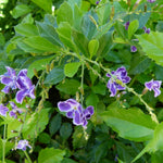 Load image into Gallery viewer, Trop, Duranta Sapphire Showers Std 10&quot; Pot
