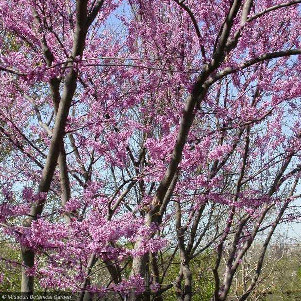 Eastern Redbud, Clump #15