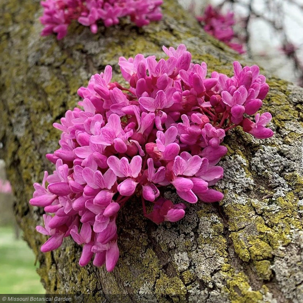 Eastern Redbud, Clump #15