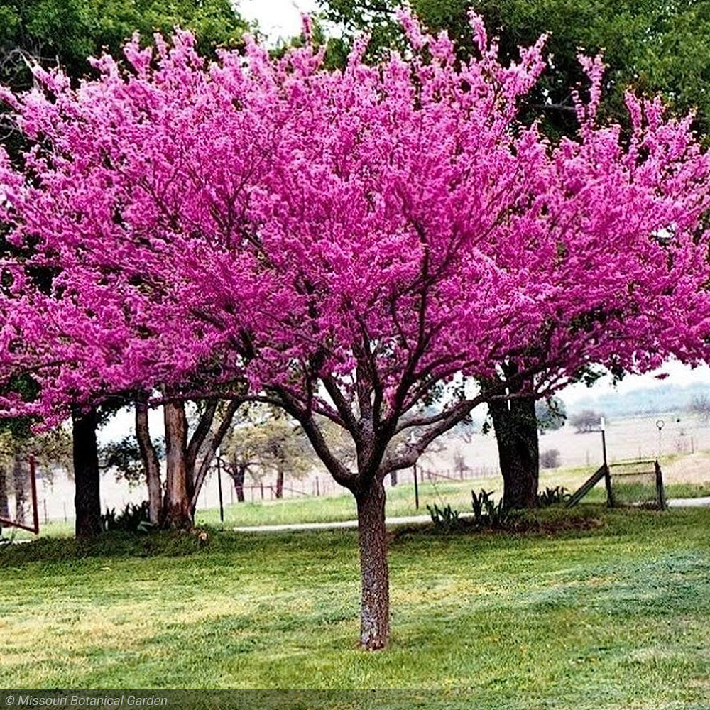 Eastern Redbud, Clump #15