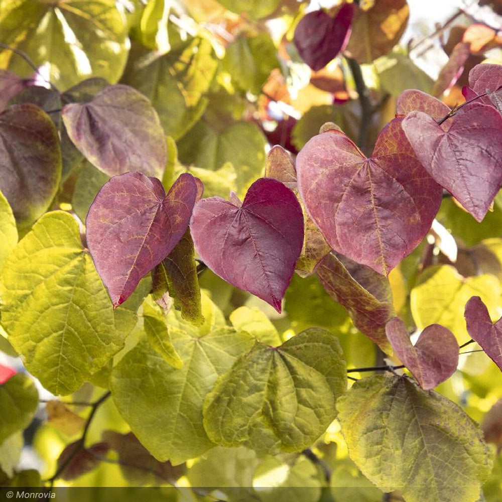 Eastern Redbud, Flame Thrower #5