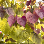 Load image into Gallery viewer, Eastern Redbud, Flame Thrower #10
