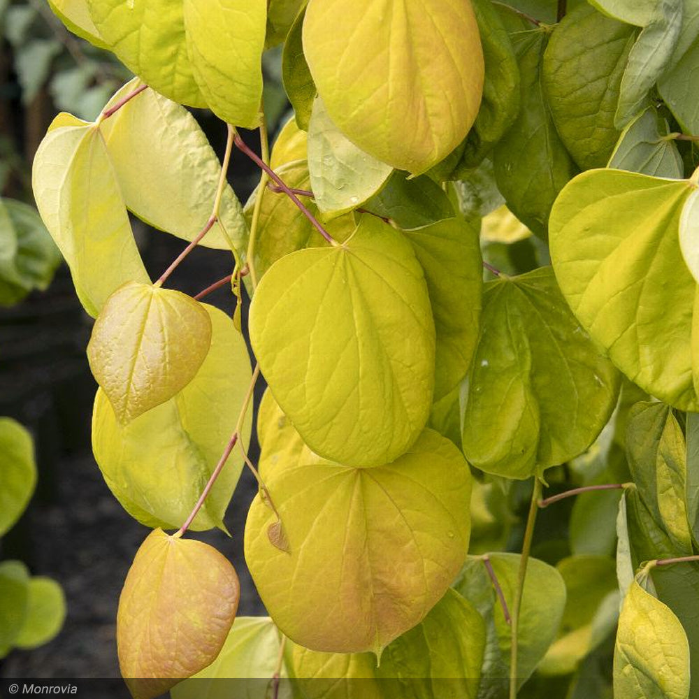 Eastern Redbud, Golden Falls #15