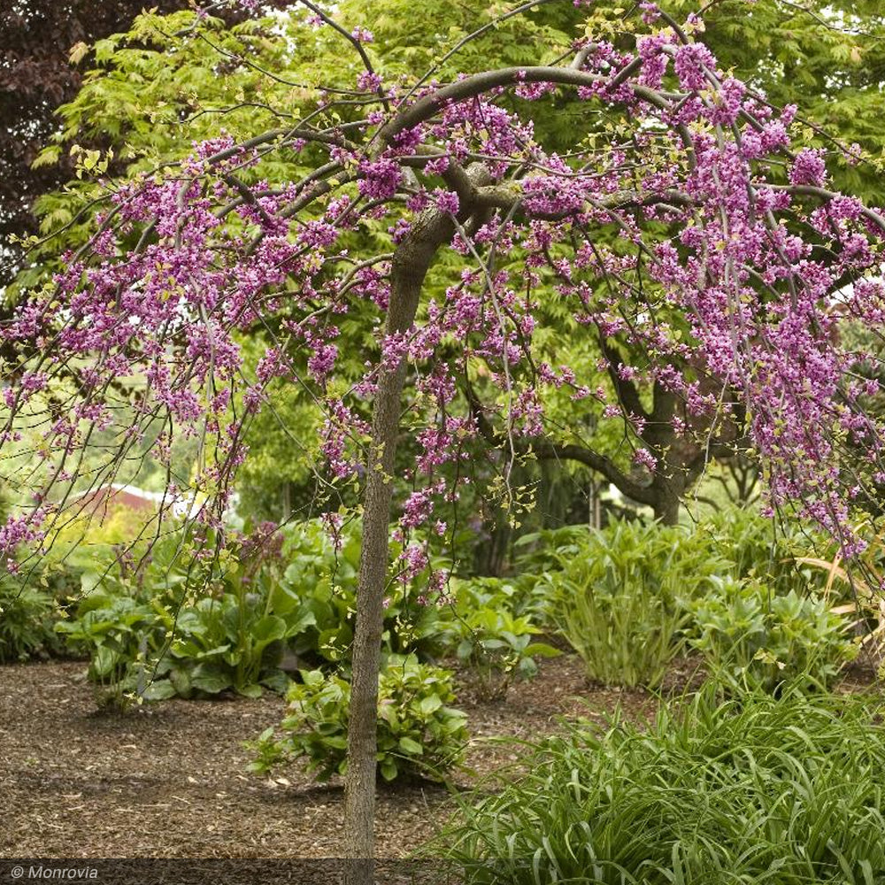 Eastern Redbud, Lavender Twist #5