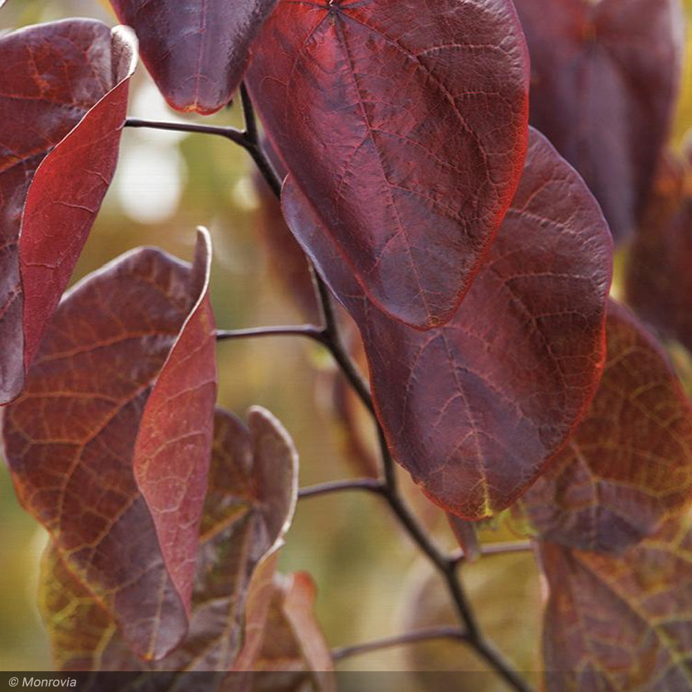 Eastern Redbud, Merlot #15