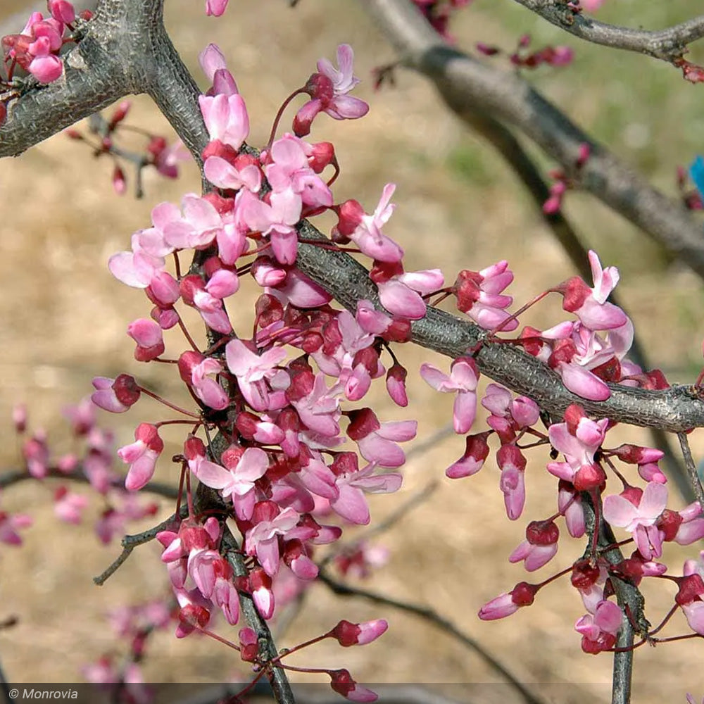 Eastern Redbud, Ruby Falls #7