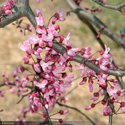 Eastern Redbud, Ruby Falls #5